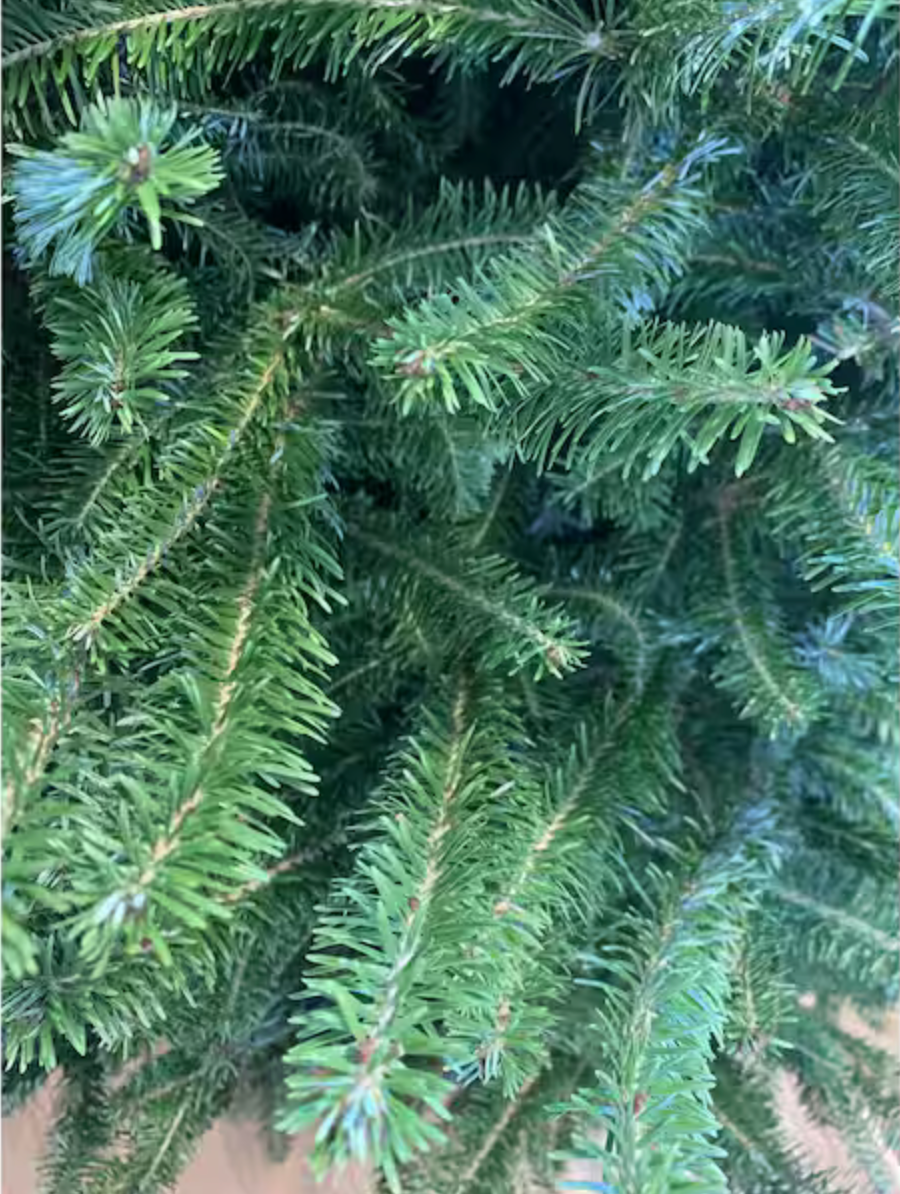 Fraser Fir Needles